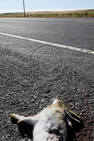 White-tailed jackrabbit (Lepus townsendii) roadkill, MT