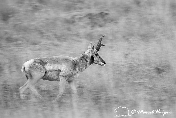 Pronghorn buck (Antilocapra americana), Montana, USA