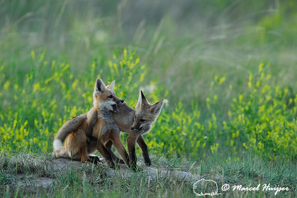 Red fox (Vulpes vulpes) kits playing, Montana, USA