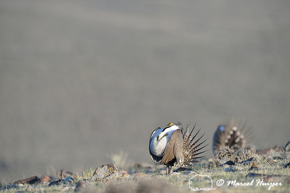 Greater sage-grouse (Centrocercus urophasianus), Montana, USA