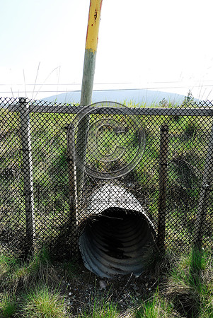 American badger (Taxidae taxus) pipe and fence, BC