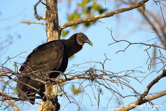 Black vulture (Coragyps atratus), Big Cypress National Preserve, Florida, USA