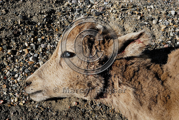 Bighorn sheep (Ovis canadensis) lamb roadkill after licking roadsalt on road shoulder, British Columbia, Canada