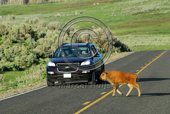 Bison (Bos bison) crossing the road, WY