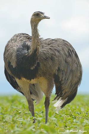 Greater rhea (Rhea americana) in soy field, Goias, Brazil. Near threatened (IUCN, 2015)