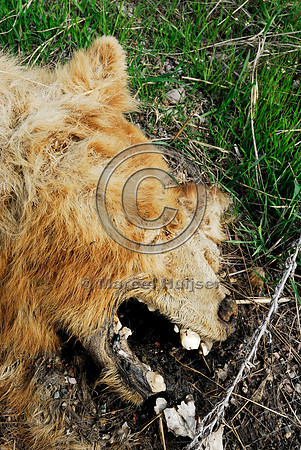 Decomposing carcass of a roadkilled black bear (Ursus americanus) adult (blonde color phase), Montana, USA