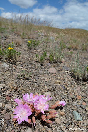Bitterroot (Lewisia rediviva), Waterworks Hill, Missoula, Montana, USA