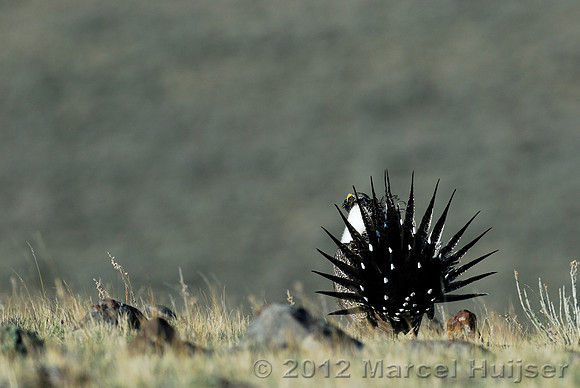 Male sage grouse (Centrocercus urophasianus) in a lek and displaying, near Bannack, Montana, USA