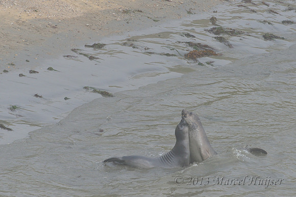 Northern elephant seal (Mirounga angustirostris) bulls fighting, Point Reyes National Seashore, California, USA