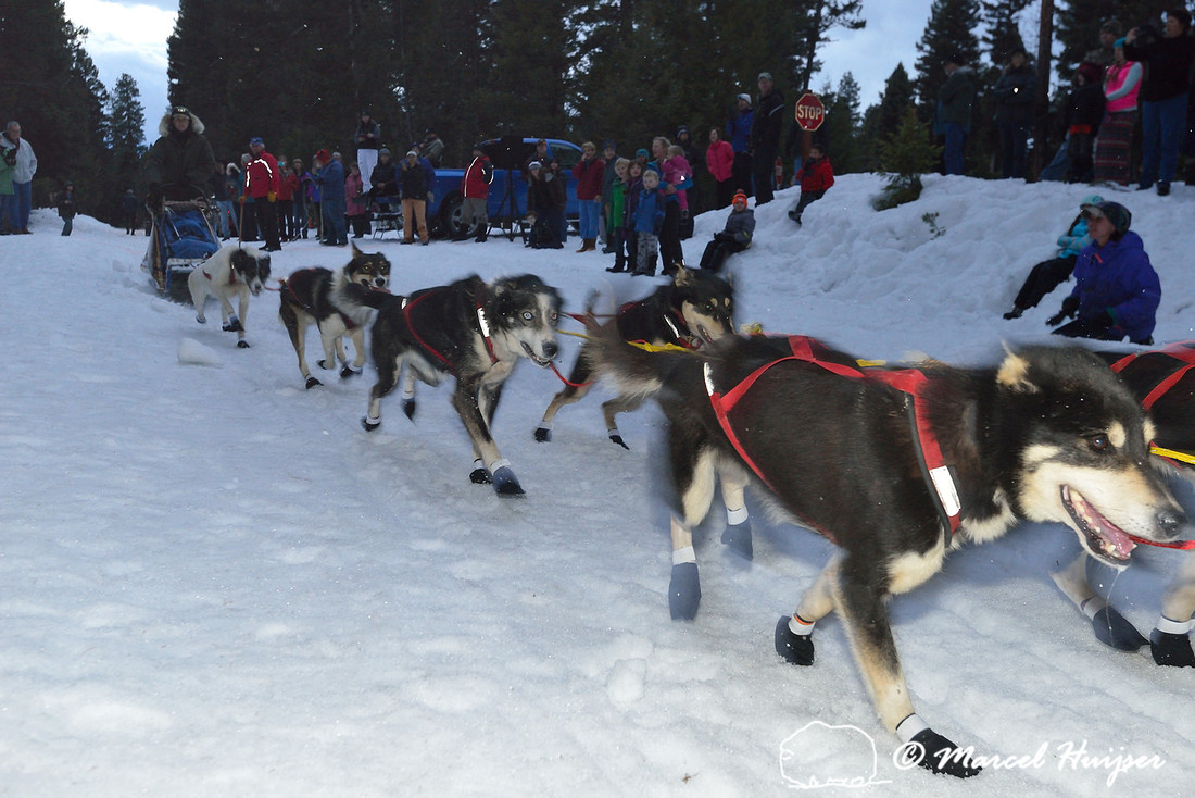Race to the Sky, sled dog race, February 13-15 2015, Seeley Lake, Montana, USA