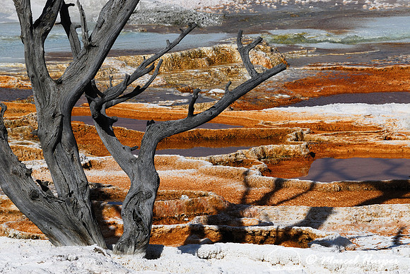 Dead tree at Mammoth Hot Springs, Wyoming, USA