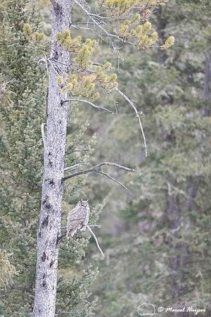Great horned owl (Bubo virginianus), Montana