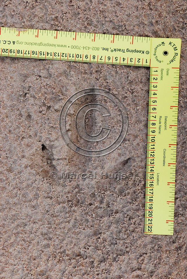 Tracks of greater rhea (Rhea americana), Estação Ecológica de Itirapina, Sao Paulo, Brazil