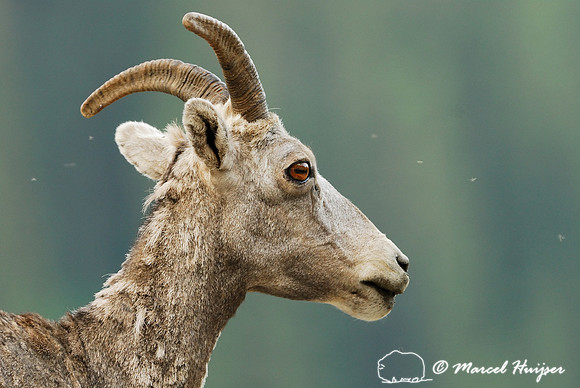 Bighorn sheep (Ovis canadensis) ewe, British Columbia, Canada