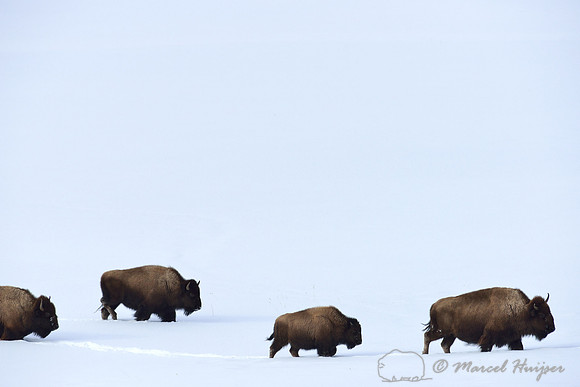 LIMITED EDITION Bison (Bison bison) in the snow, Wyoming, USA
