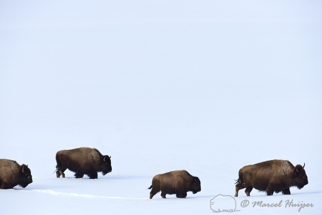 LIMITED EDITION Bison (Bison bison) in the snow, Wyoming, USA
