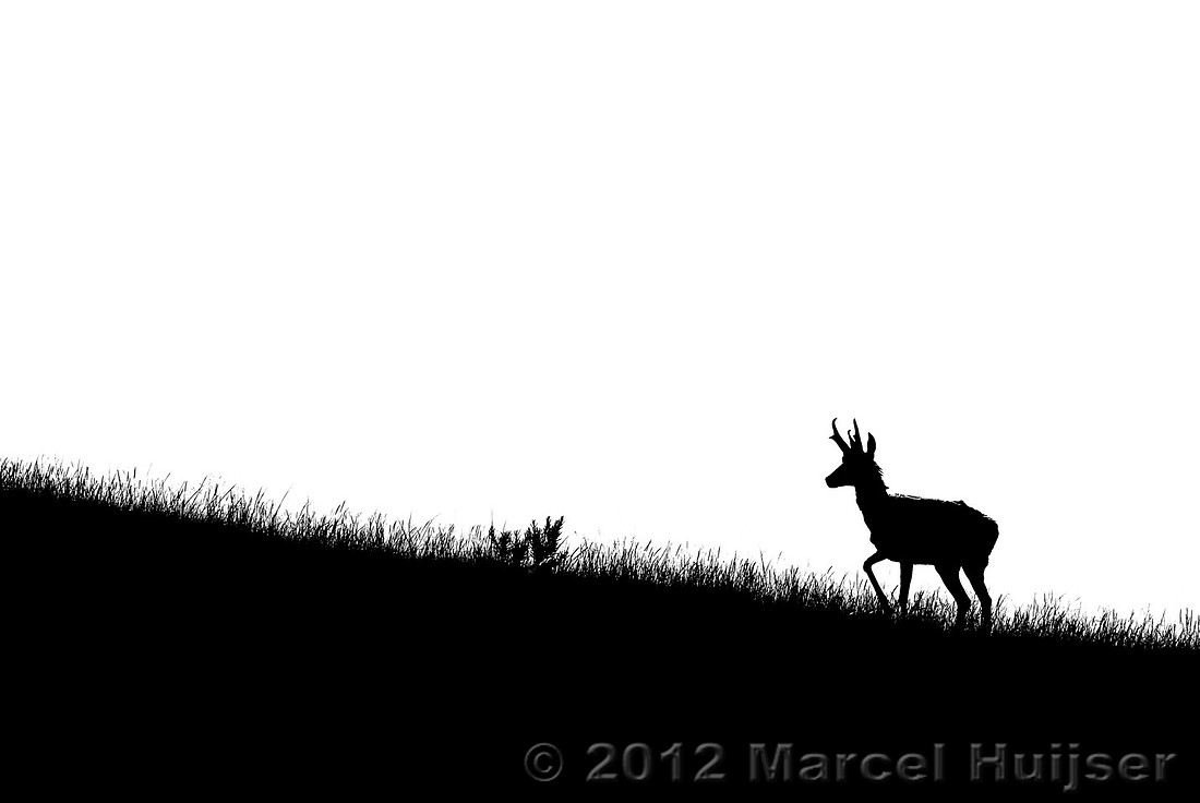 Pronghorn (Antilocapra americana) silhouetted on a ridge, Montana, USA