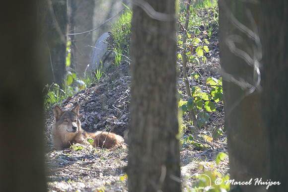 Wolf, (Canis lupus), Germany (captive animal)