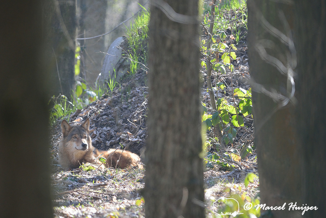 Wolf, (Canis lupus), Germany (captive animal)