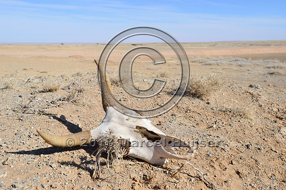 Cattle skull, Gobi, Mongolia, near Hanbogd, Ömnögovi, Mongolia