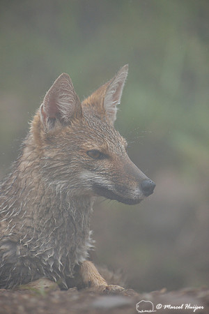 Pampas fox (Lycalopex gymnocercus), Parque Nacional de Aparados da Serra, Rio Grande do Sul, Brazil