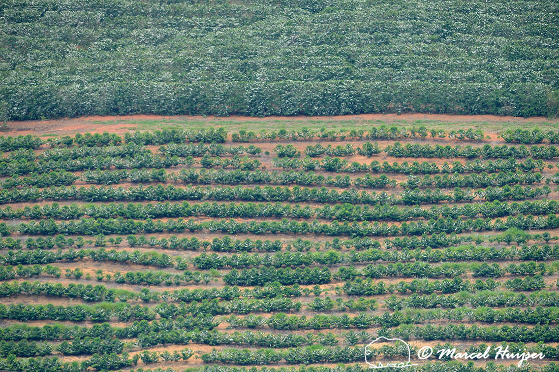Coffee plantation near São Roque de Minas , Minas Gerais, Brazil