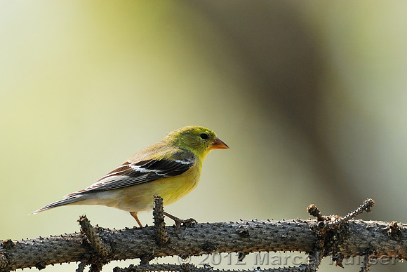 American goldfinch (Carduelis tristis), female, Missoula, Montana, USA