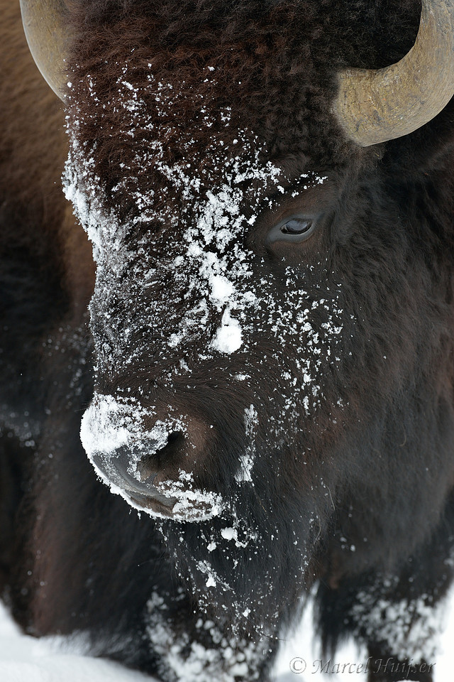 Bison (Bison bison) moving head side to side to move snow to access vegetation under the snow, Wyoming, USA