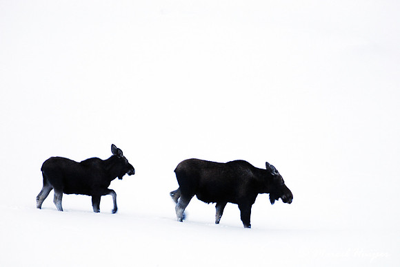 Moose (Alces alces) in the snow