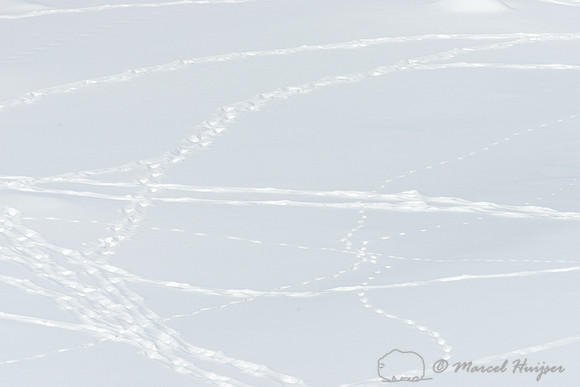Bison (Bison bison) tracks in the snow, Wyoming, USA