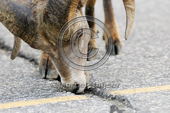 Bighorn sheep (Ovis canadensis) ram licking roadsalt, British Columbia, Canada