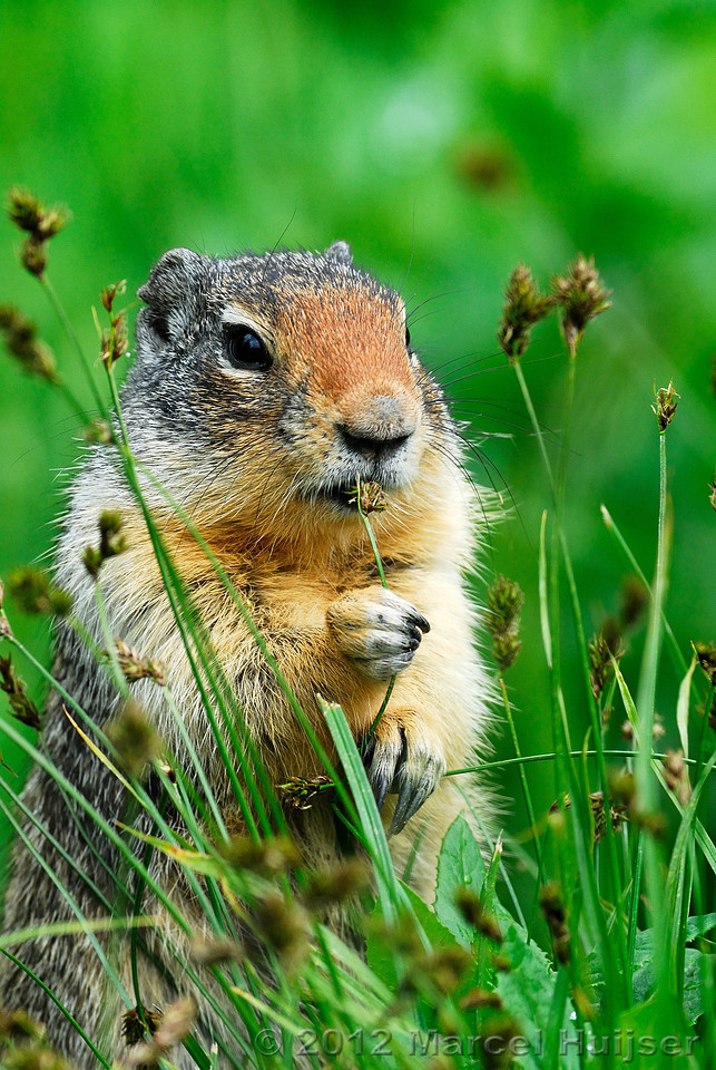 Columbian ground squirrel (Urocitellus columbianus), Montana, USA
