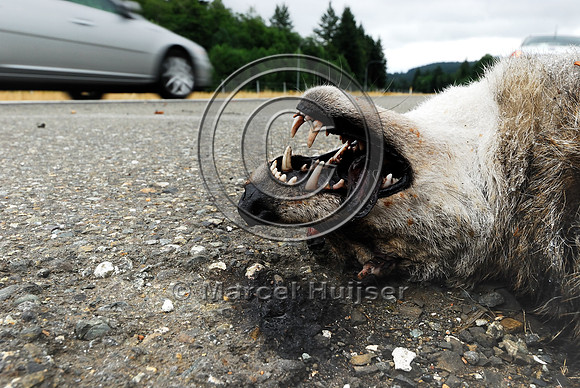 Coyote (Canis latrans) roadkill, WA