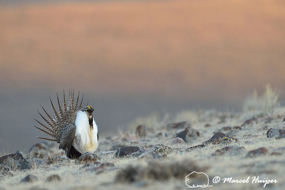 Greater sage-grouse (Centrocercus urophasianus), Montana, USA