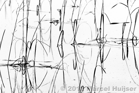 Aquatic vegetation in black and white, Idaho, USA