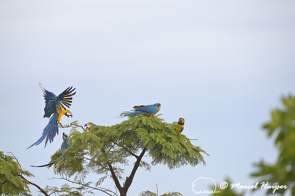 Blue-and-yellow macaw (Ara ararauna), Parque Nacional das Emas, Goiás, Brazil
