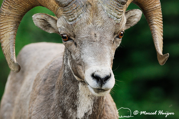 Bighorn sheep (Ovis canadensis) ram, British Columbia, Canada