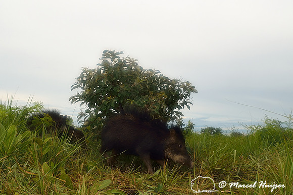 White-lipped peccary (Tayassu pecari), Parque Nacional das Emas,  Goiás, Brazil