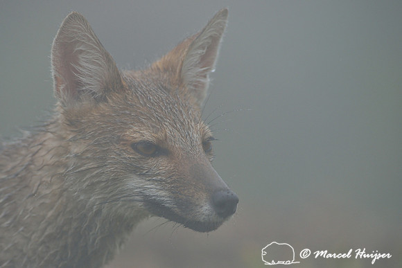 Pampas fox (Lycalopex gymnocercus), Parque Nacional de Aparados da Serra, Rio Grande do Sul, Brazil
