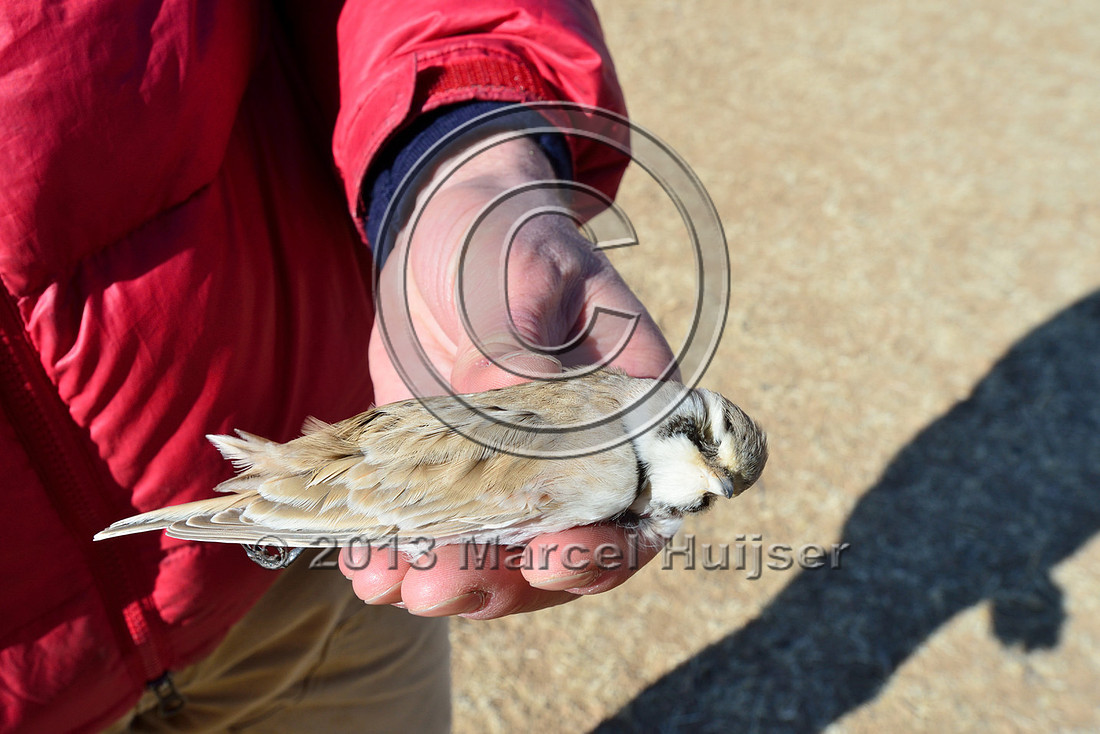 Horned lark (Eremophila alpestris) found dead under power line, between Hanbogd and Oyu Tolgoi, near Hanbogd, Ömnögovi, Mongolia
