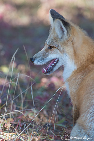 Red fox (Vulpes vulpes), Wyoming, USA