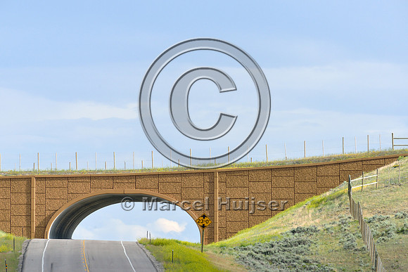 Wildlife overpass (west) for pronghorn (Antilocapra americana) (46 m (150 ft) wide), on the Path of the Pronghorn, Trapper’s Point, US Hwy 191, near Pinedale, Wyoming, USA