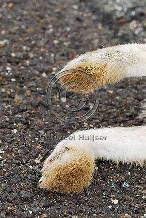Black-tailed jackrabbit (Lepus californicus) roadkill