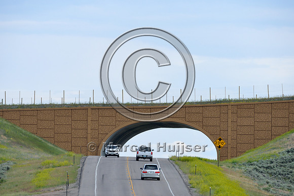 Wildlife overpass (west) for pronghorn (Antilocapra americana) (46 m (150 ft) wide), on the Path of the Pronghorn, Trapper’s Point, US Hwy 191, near Pinedale, Wyoming, USA