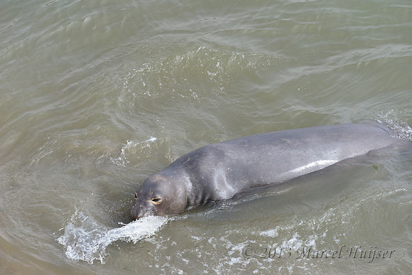 Northern elephant seal (Mirounga angustirostris) scoops up sand with mouth and flings it over its back, Point Reyes National Seashore, California, USA
