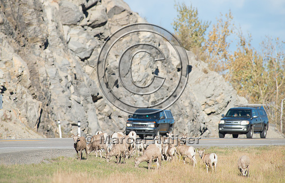 Bighorn sheep (Ovis canadensis) on and along highway at a fence