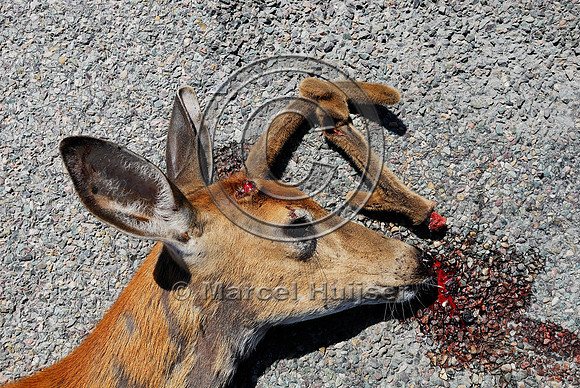 White-tailed deer (Odocoileus virginianus) roadkill, MT