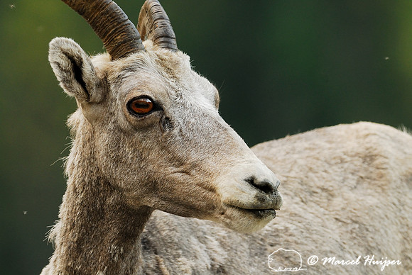 Bighorn sheep (Ovis canadensis) ewe, British Columbia, Canada