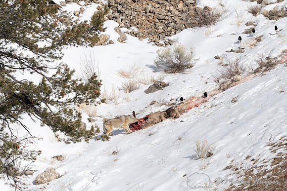 Coyote (Canis latrans) and magpies on a bighorn sheep (Ovis cana