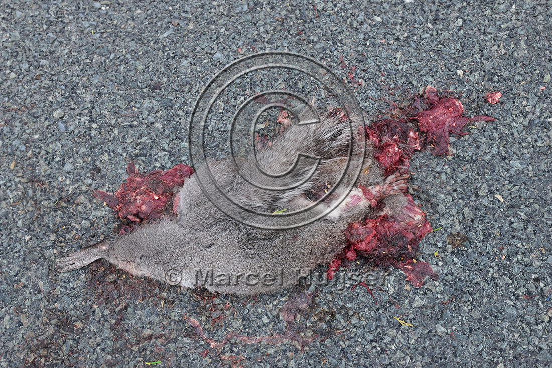 Western gray squirrel (Sciurus griseus) roadkill, California, USA